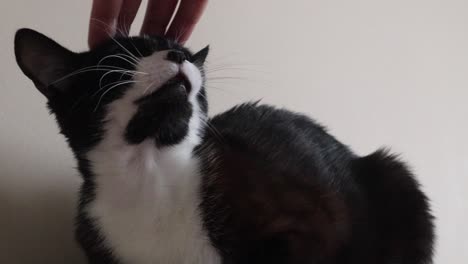 Die-Hand-Einer-Person-Streichelt-Den-Kopf-Einer-Katze-–-Nahaufnahme