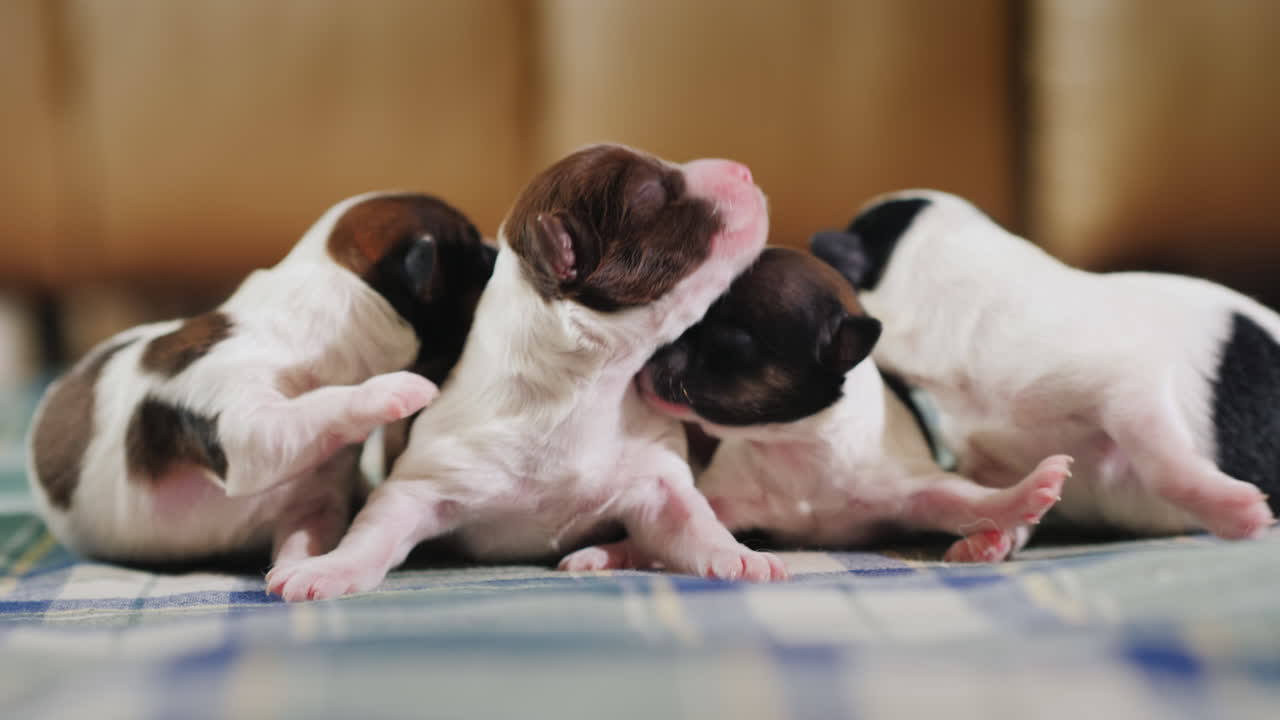 Newborn Puppy 10