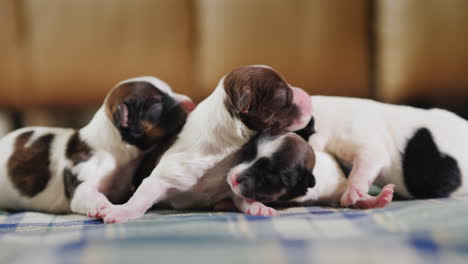 newborn puppy 10