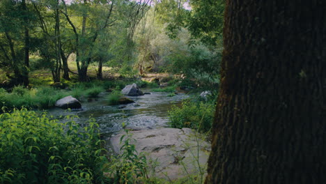 dao river beautiful slow motion slide and pan behind a tree medium shot