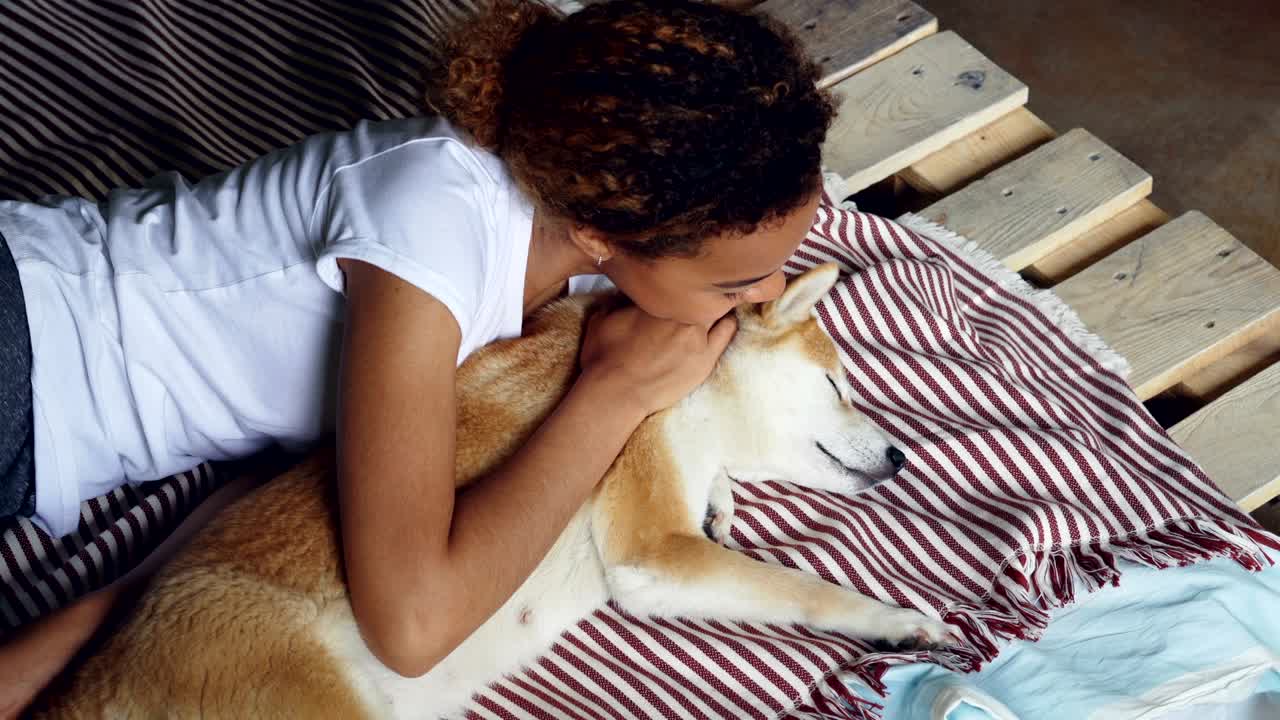 la chica afroamericana que se ríe está despertando a su perro shiba inu durmiendo, molestando al animal y hablando con él mientras el perro está acostado y disfrutando del descanso y el amor.