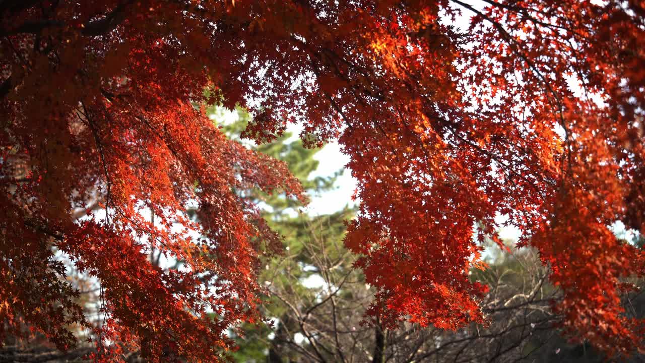 晴れた日の美しい逆光の紅葉