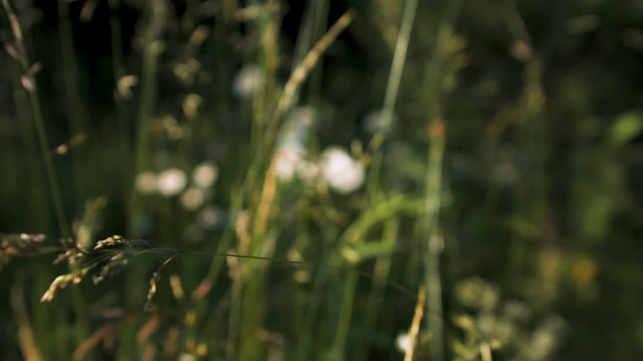 campo borroso de flores y hierba