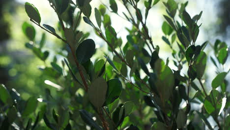 sun shining green tree leaves in beautiful natural garden orchard aerial view.