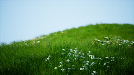 field of green fresh grass under blue sky