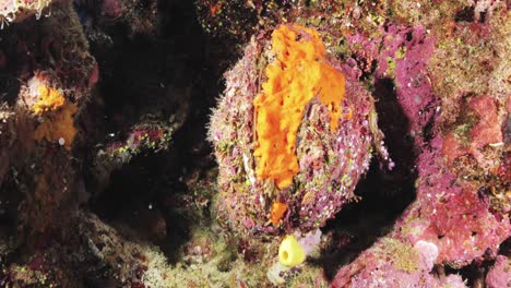 Underwater-wide-angle,-clam.-Closing-mouth