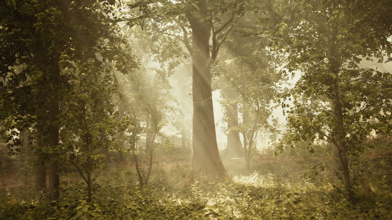 солнечные лучи сияют сквозь туман в мистическом лесу.