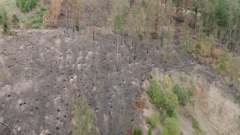 aerial view of a burned forest: devastation and the path to recovery