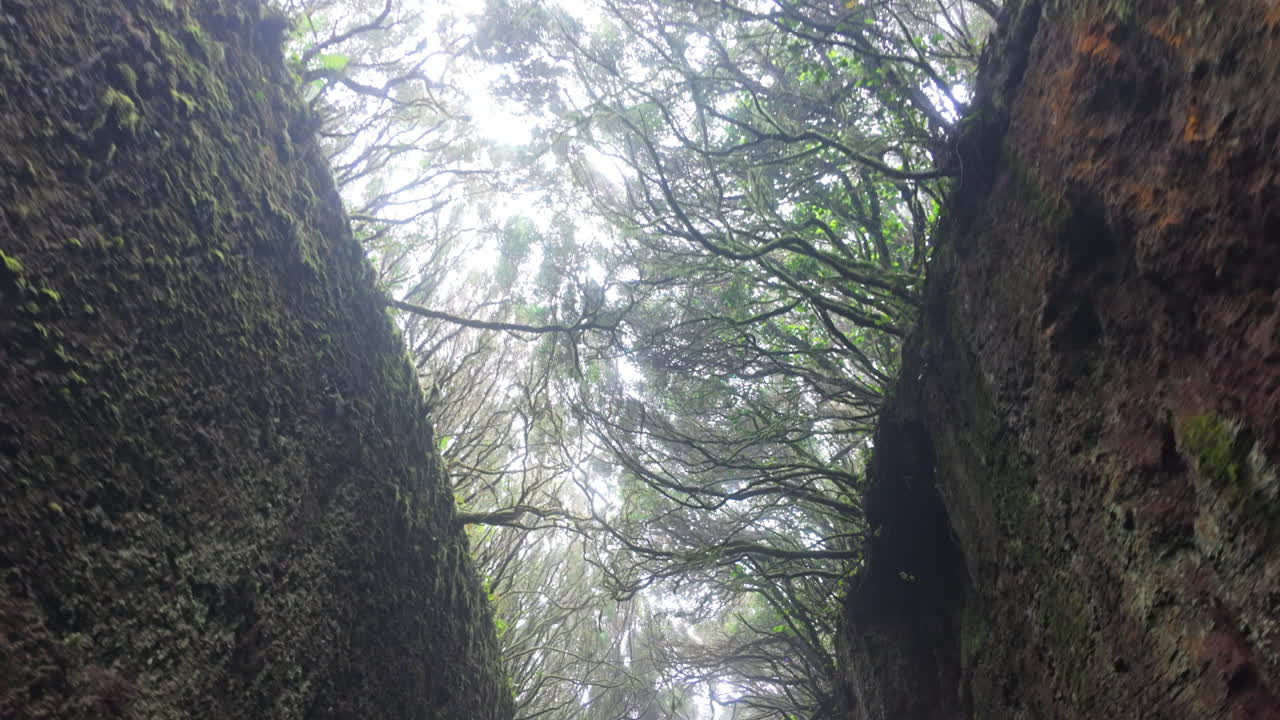 Foggy forest path in Parque Rural de Anaga, tranquil atmosphere