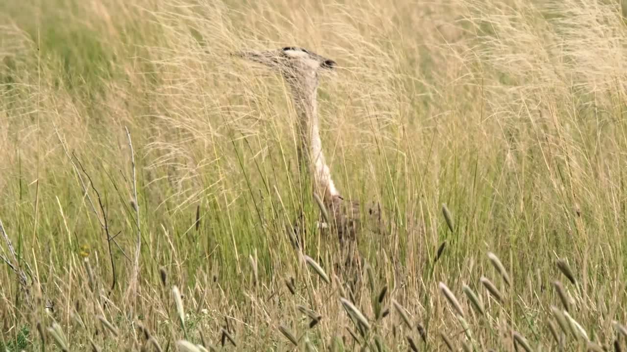 Un'otarda kori, il più grande uccello volante dell'Africa, cammina tra l'erba alta in cerca di preda nel Kalahari in Sudafrica.