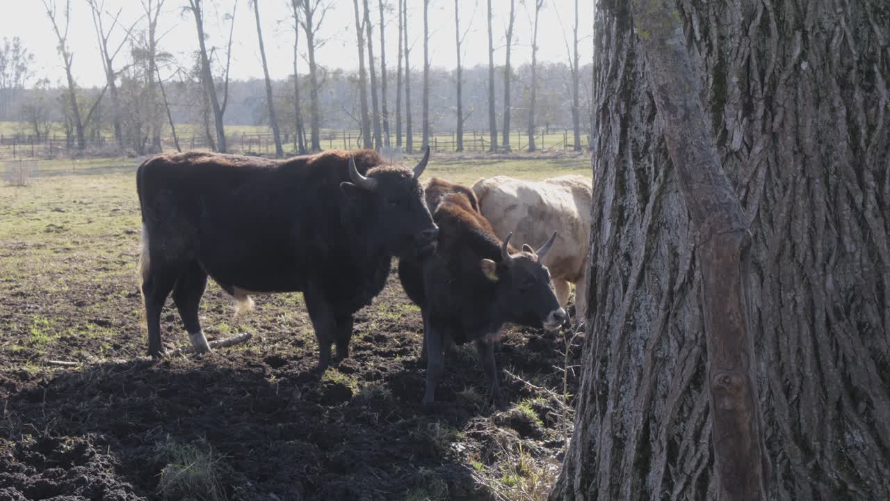 A group of Żubrońs interacts closely near a tree on a muddy pasture, engaging in mutual grooming and social hygiene behaviors (licking fur). Natural light and rustic setting emphasize animal bonding.