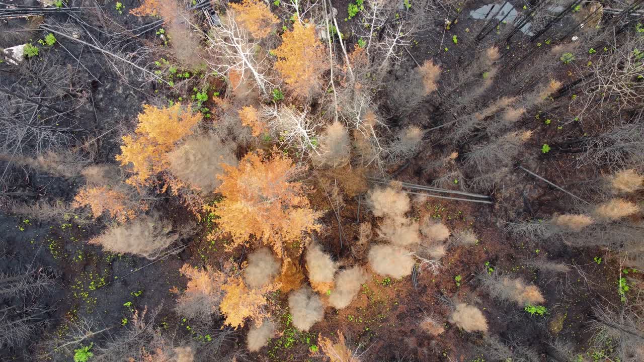 Bird's eye view of green untouched trees and dark grey charred trees remain from wildfire in Lebel-Sur-Quevillon, Quebec, Canada