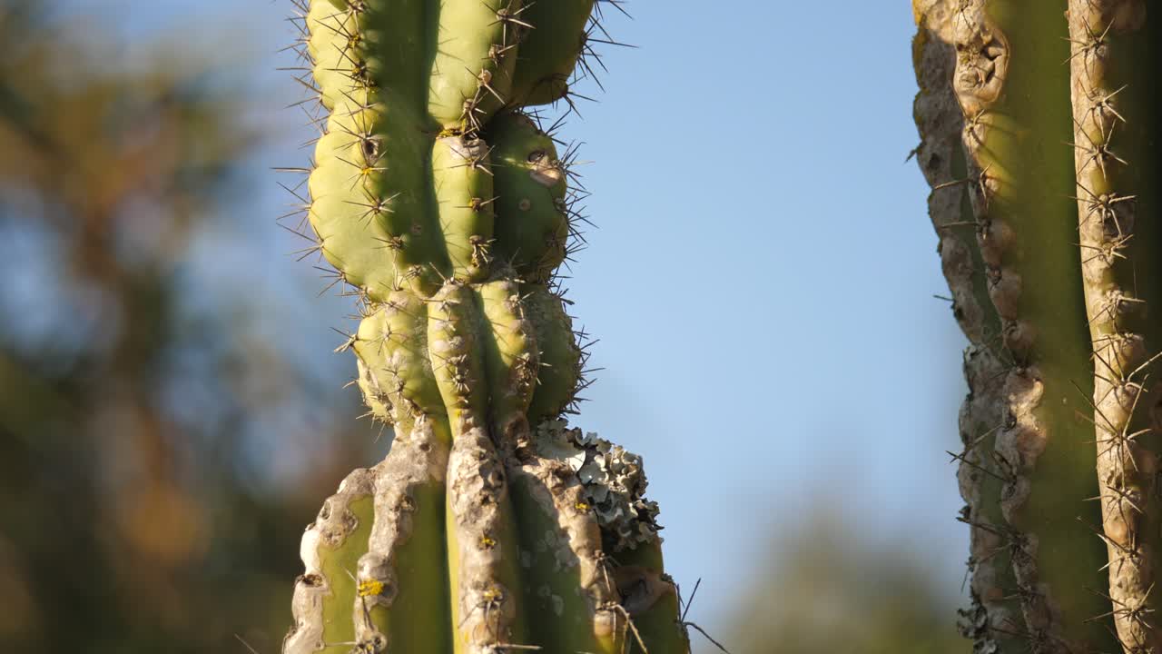 planta de cactus alta en áfrica en un día soleado
