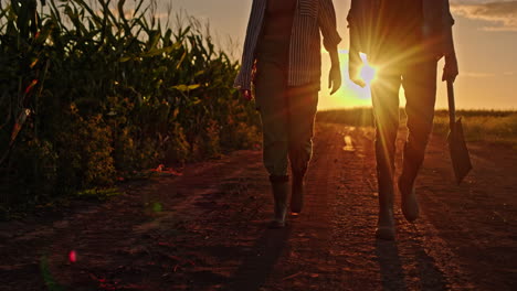 farmers walking path at sunset in cornfield