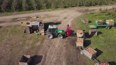 apple orchard fruit production. aerial view of wooden crates full of ripe apples during the annual harvesting period