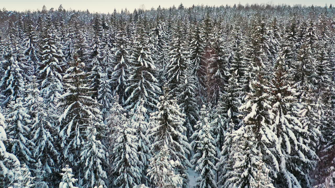Fyrretræs-nåleskov dækket af sne, koldt vinterlandskab, luftfoto