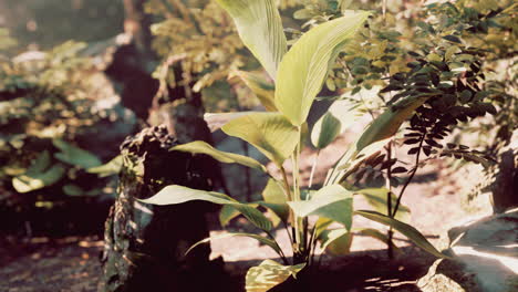 close-up of lush green plants in a tropical forest