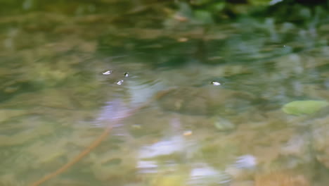 shallow water with bubbles and plants