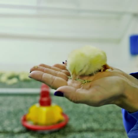 chick in hand