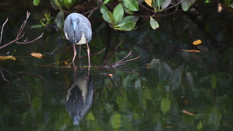 tricolored heron standing on a twig in the water, florida, usa