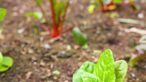 swiss chard plants growing in a garden