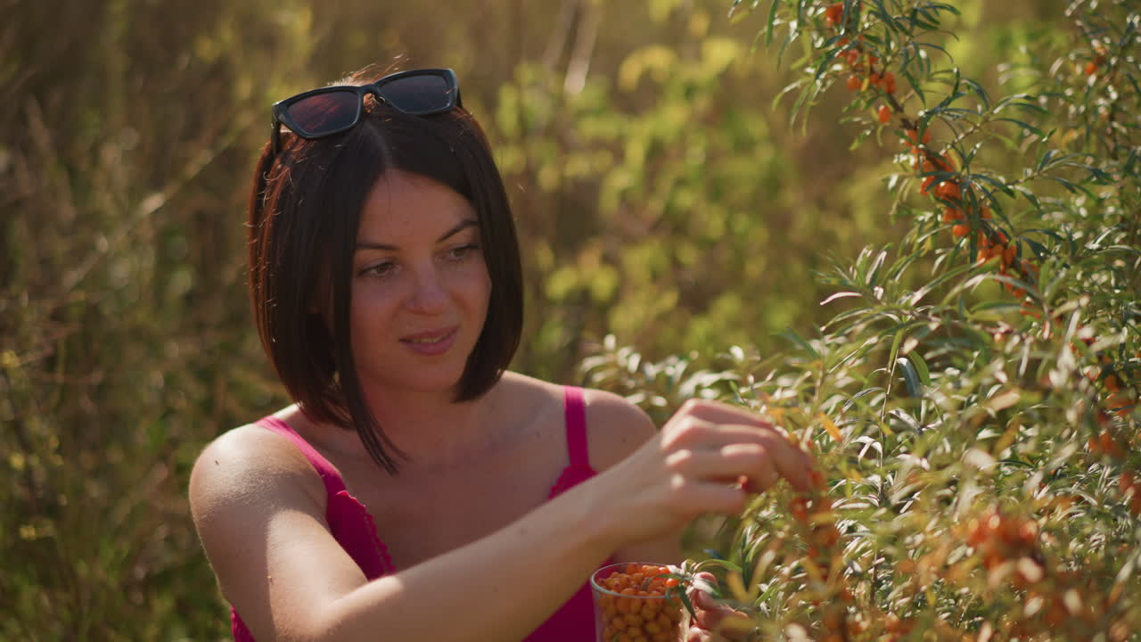 분홍색 드레스를 입고 선글라스를 머리에 얹은 백인 여성이 초원에서 오렌지색 열매를 따면서, 덤불 가지와 열매 묶음을 주의 깊게 살펴보며 미소짓고 있어요. 취미로 정원 가꾸기를 하거나 약초 전문가 역할을 하는 모습이네요.