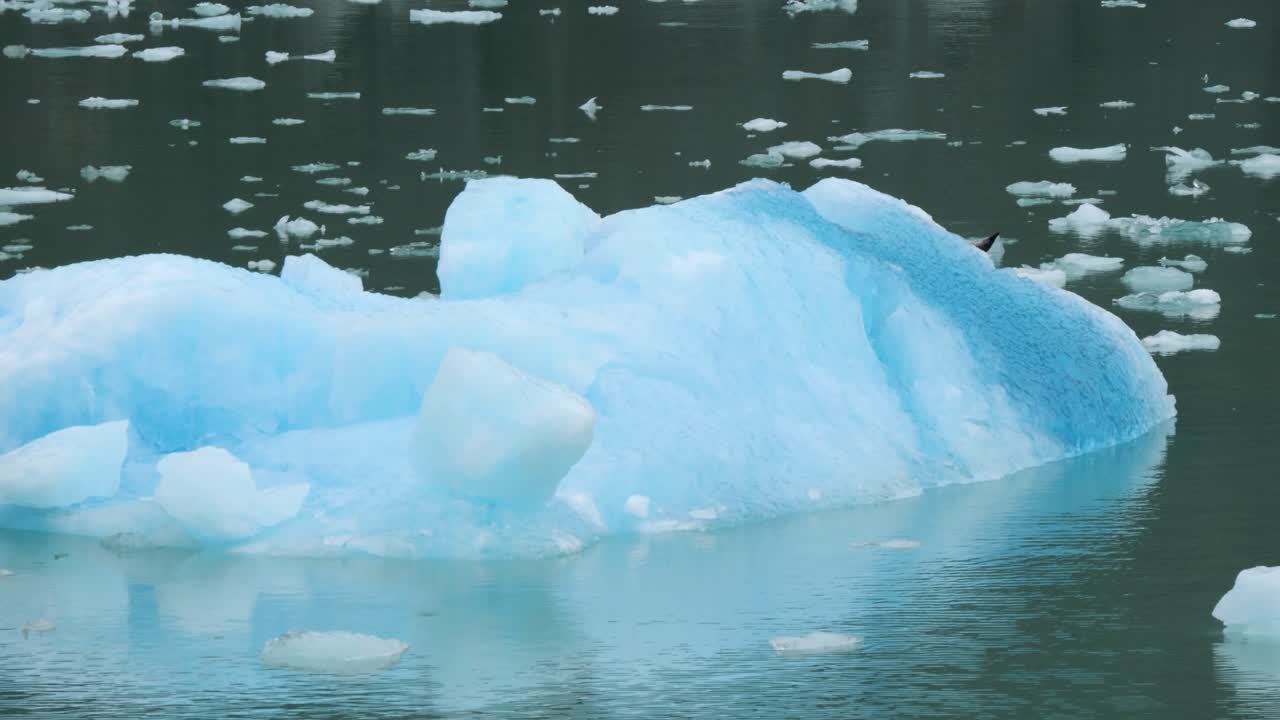 Blue iceberg calved from Dawes Glacier, floating in Endicott Arm Fjord, Alaska.