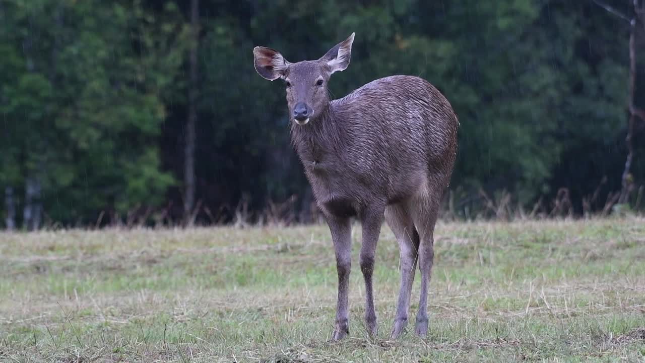 el ciervo sambar es una especie vulnerable debido a la pérdida de hábitat y la caza