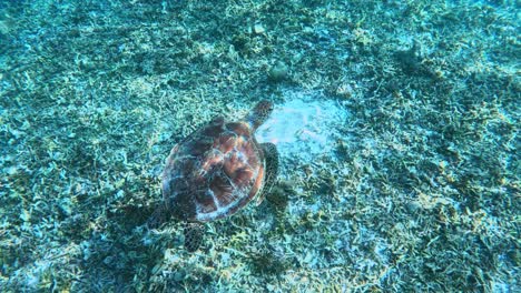 a birds eye view of a green sea turtle slowly swimming under the tropical blue sea