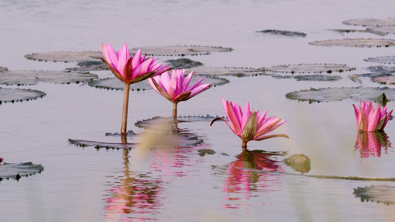 Explore the delicate beauty of lotus flowers thriving in a peaceful pond setting.