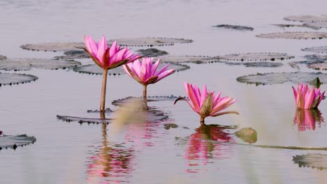 explore the delicate beauty of lotus flowers thriving in a peaceful pond setting.