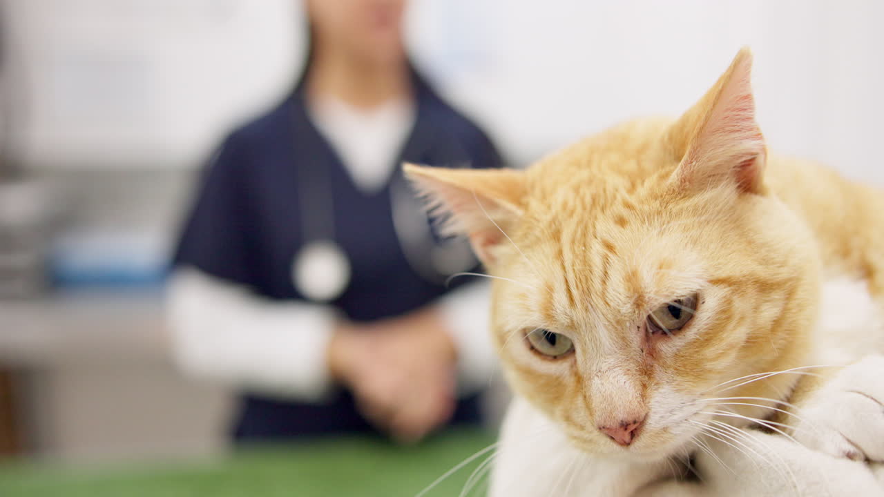 Premium stock video - Medical woman, client and cat vet appointment