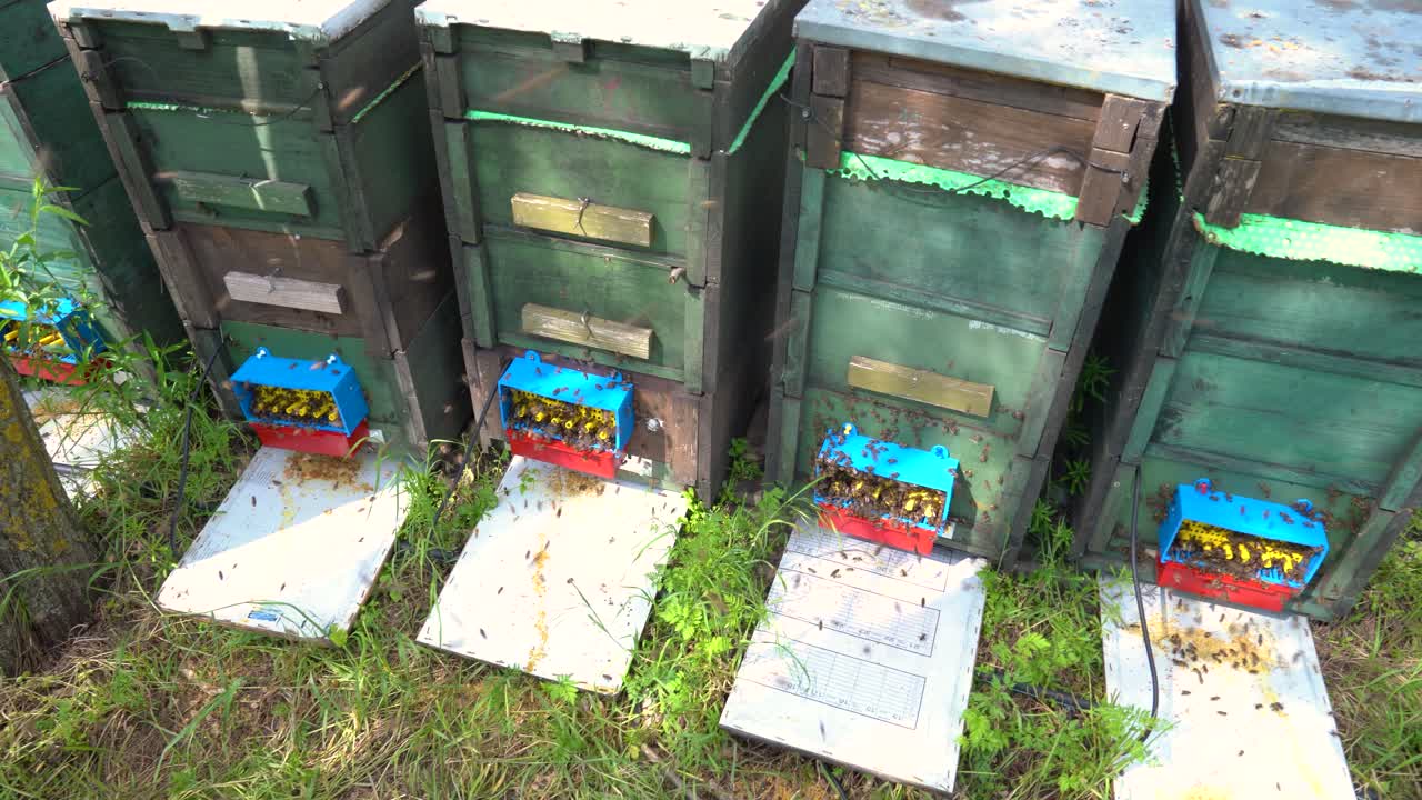 Green beehives with bees in the forest collecting canola and acacia honey during the day, wide shot, outdoor