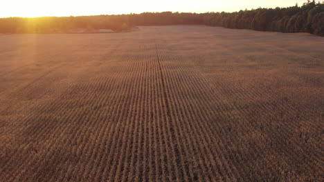 Campo-De-Maíz-En-Filas-Con-Plataforma-Rodante-Inversa-Lejos-Del-Atardecer-Bajo-Y-La-Línea-De-árboles