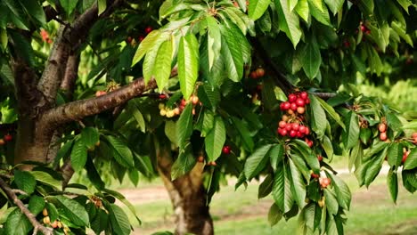 Racimos-De-Cerezas-Frescas-Listas-Para-Recoger-Colgando-De-Las-Ramas-Del-Huerto