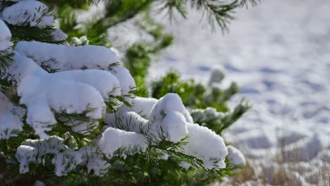 Snow-covered-pine-twigs-with-green-needles-under-cold-winter-sunlight-close-up