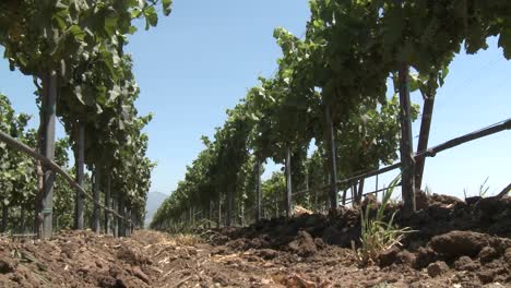 Low-angle-view-of-the-wind-blowing-vines-in-Monterey-County-vineyard-California