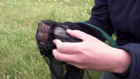 static shot of an entomologist inspecting a rare bumblebee species using a net