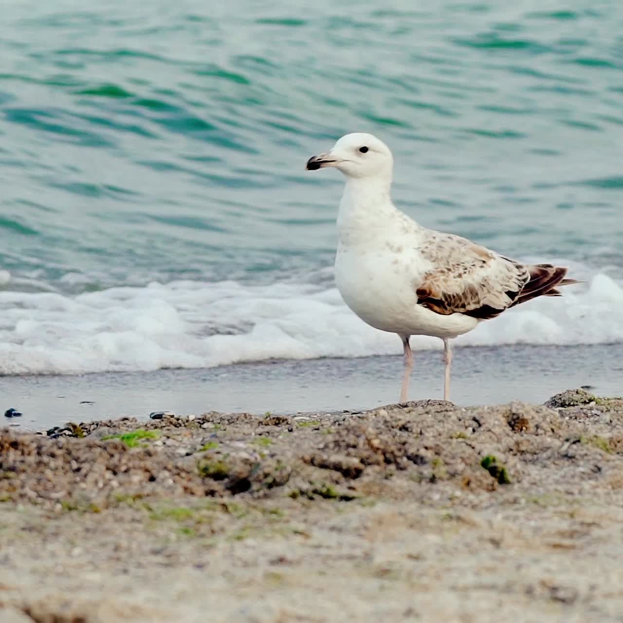Möwe startet. Zeitlupe. Vogel am Ufer. Wild und frei