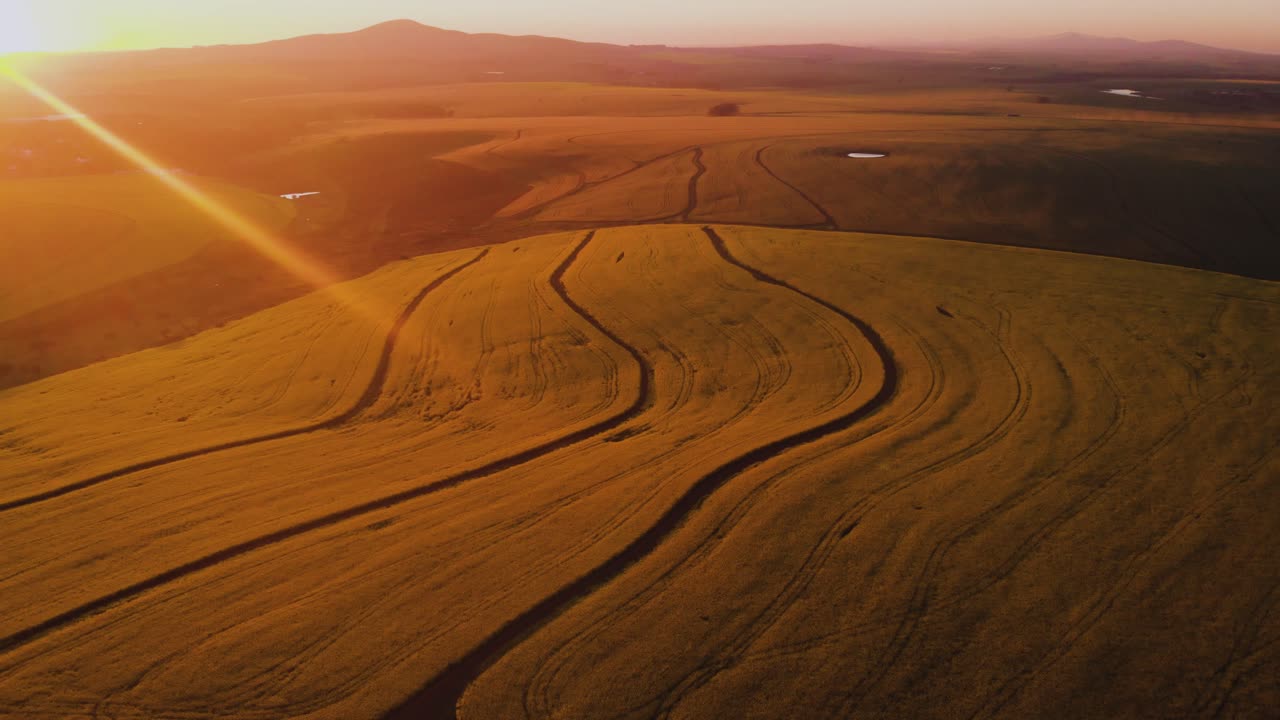 drone volando sobre el campo de canola