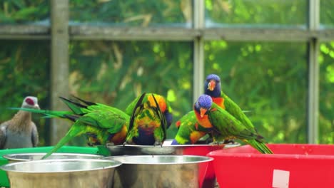 Grupo-De-Loros-Multicolores-Haciendo-Caras-Divertidas-Comiendo-Del-Mismo-Tazón-Ambiente-Familiar-Primer-Plano-Documental-Cinemático-Vida-Silvestre-De-Pájaros-Hermosa-Cámara-Lenta