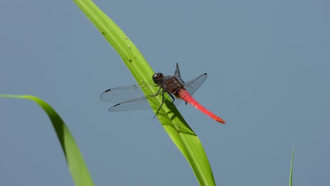 dragonfly uhd mp4 4k video ..