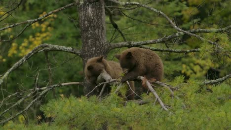 cinamon bear cubs in a tree chewing on branch slomo