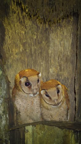 oriental bay owl or phodilus badius chicks in their nest