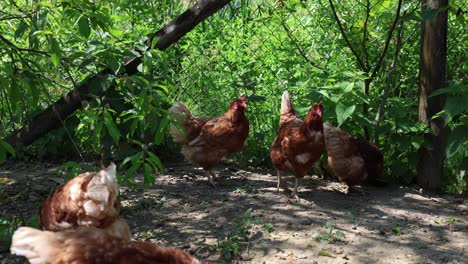 Viele-Rote-Hühner-An-Einem-Sommertag-Im-Dorf