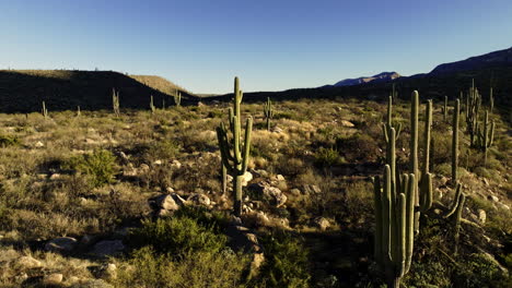 drone footage flying towards valley full of desert cacti