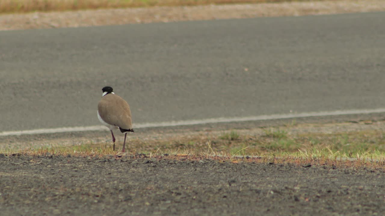 길  ⁇ 에 있는 주차로를  ⁇ 고 있는 가면을 쓴 lapwing plover