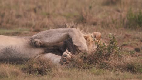 León-Que-Se-Queda-Dormido-Acostado-De-Lado-En-La-Hierba-De-La-Sabana-Africana