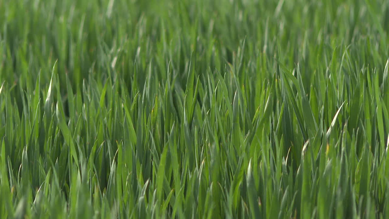 campo de trigo verde