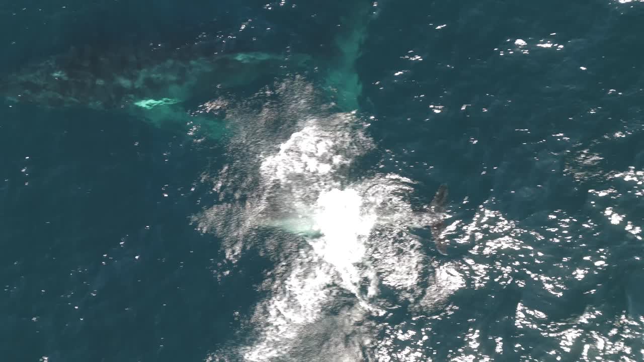 Aerial footage of a playful adult humpback whale and calf jumping out of the water twice, splashing and spouting near Sydney coastline, Australia. Top-down drone shot on a sunny day.